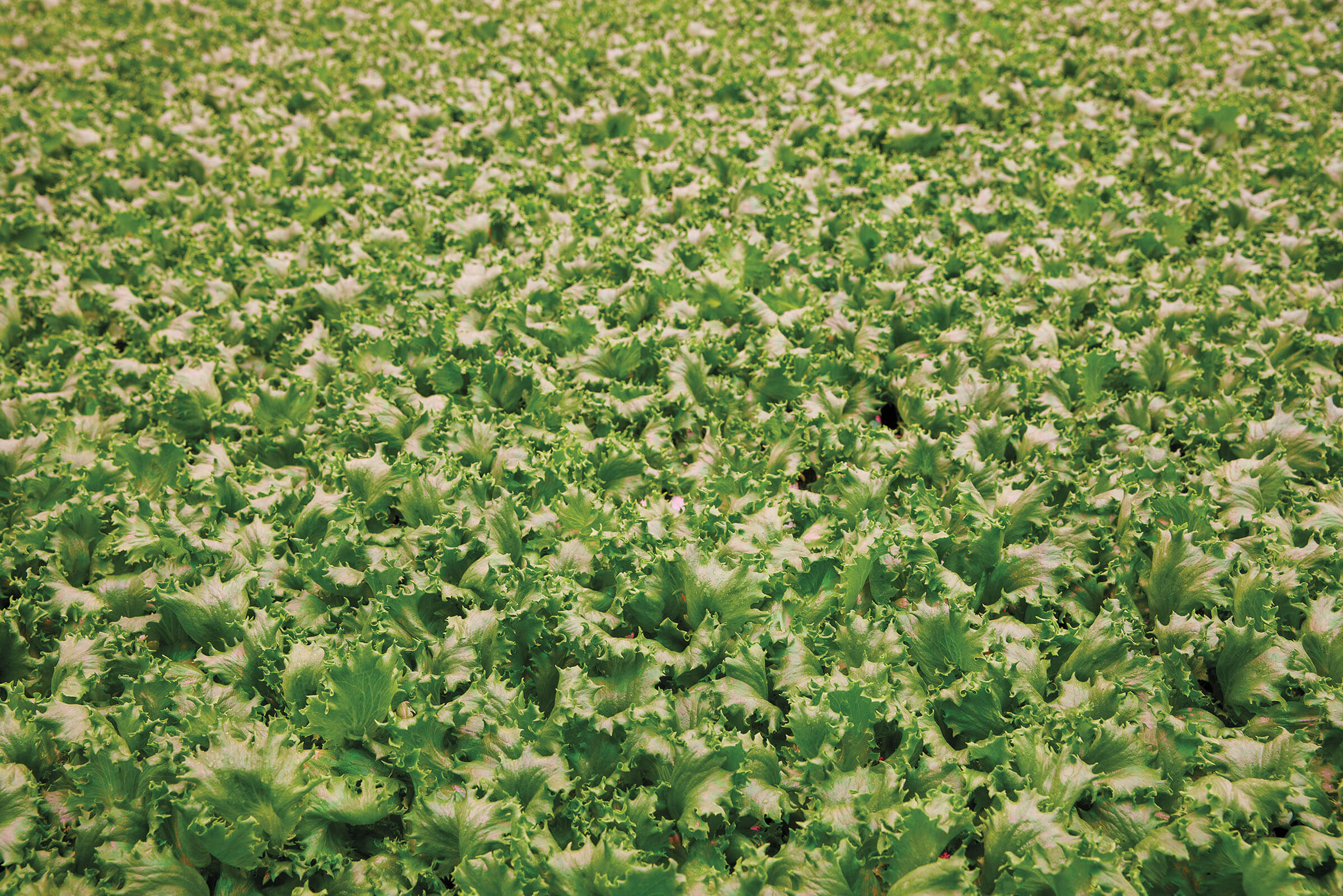 A large field of lettuce leaves under bright light