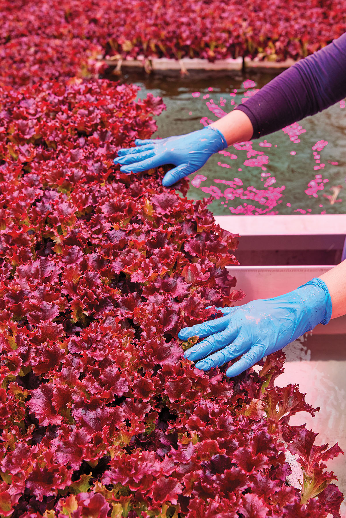 A person wearing blue gloves pushes a large mass of red lettuce