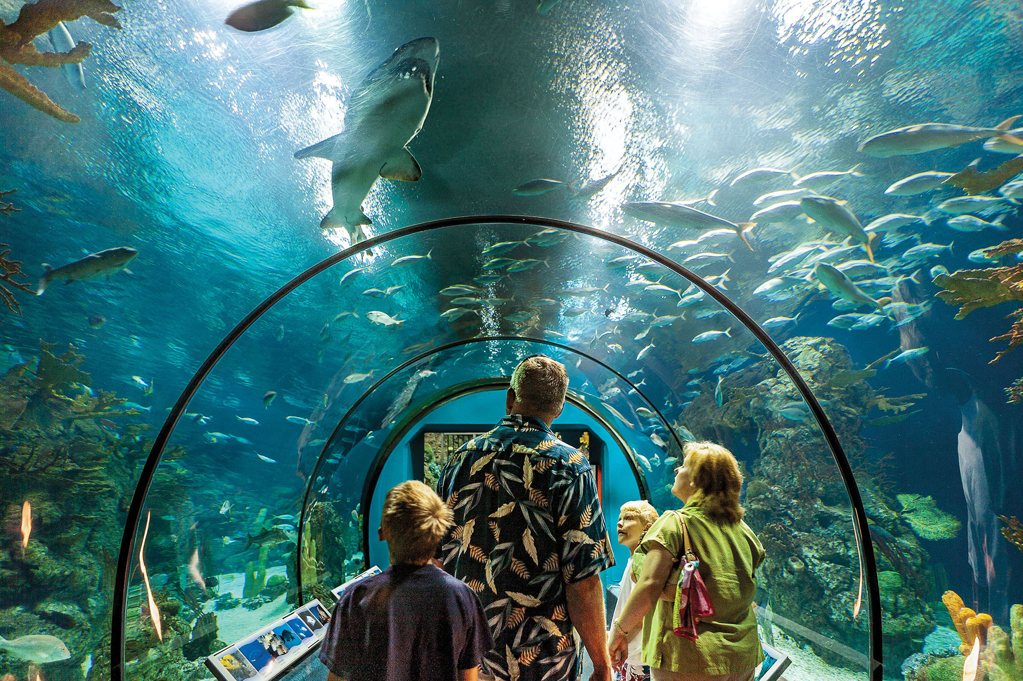 A group of people walk through a glass-ceilinged tunnel with fish swimming in blue water