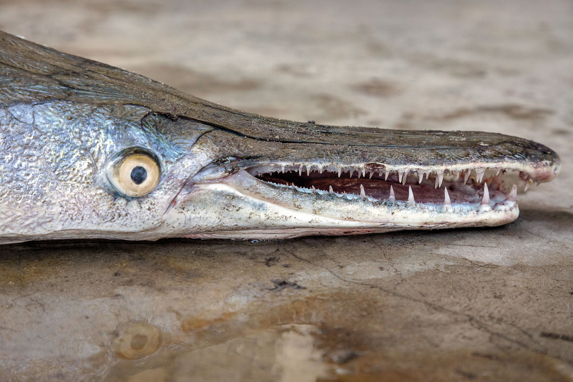 A silver fish with a large circular eye and sharp teeth