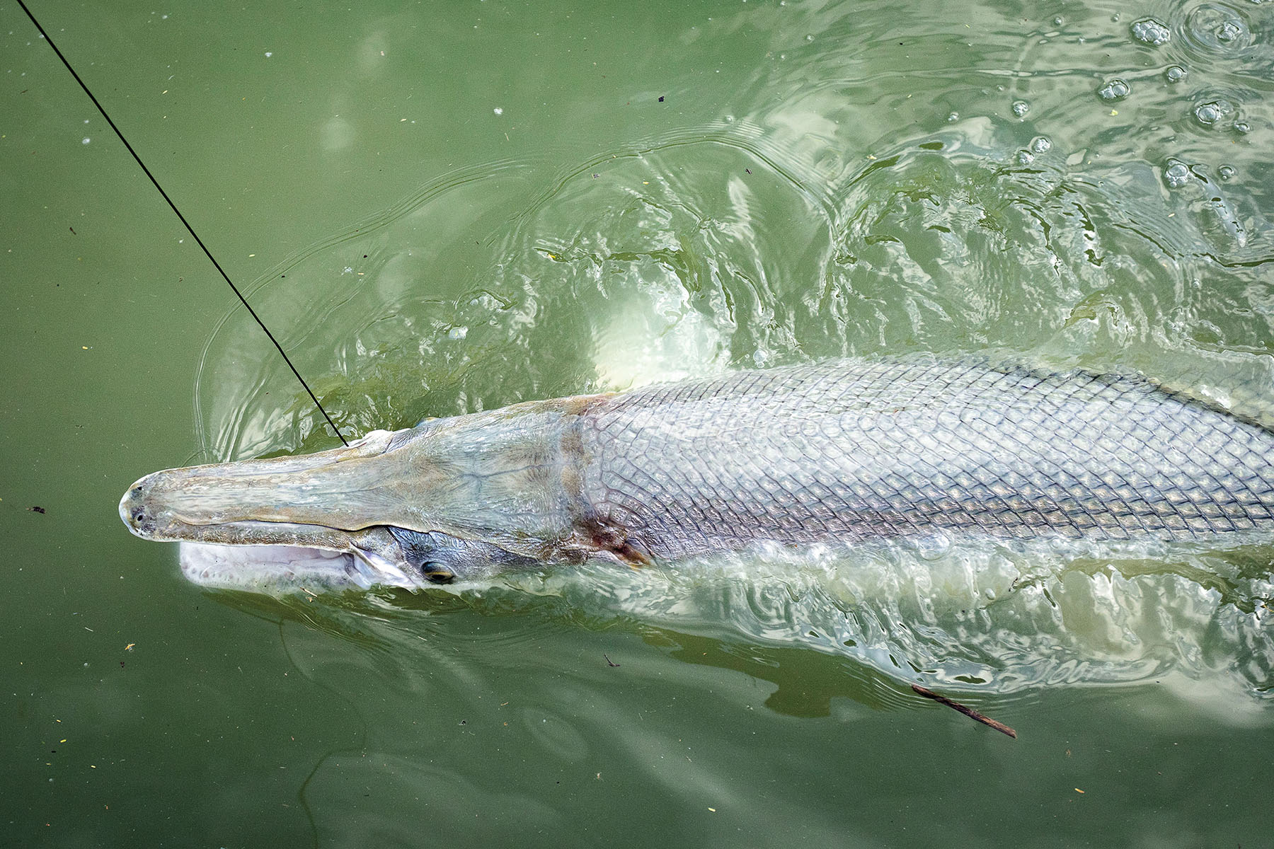 An overhead view of a silver-gray fish in green water