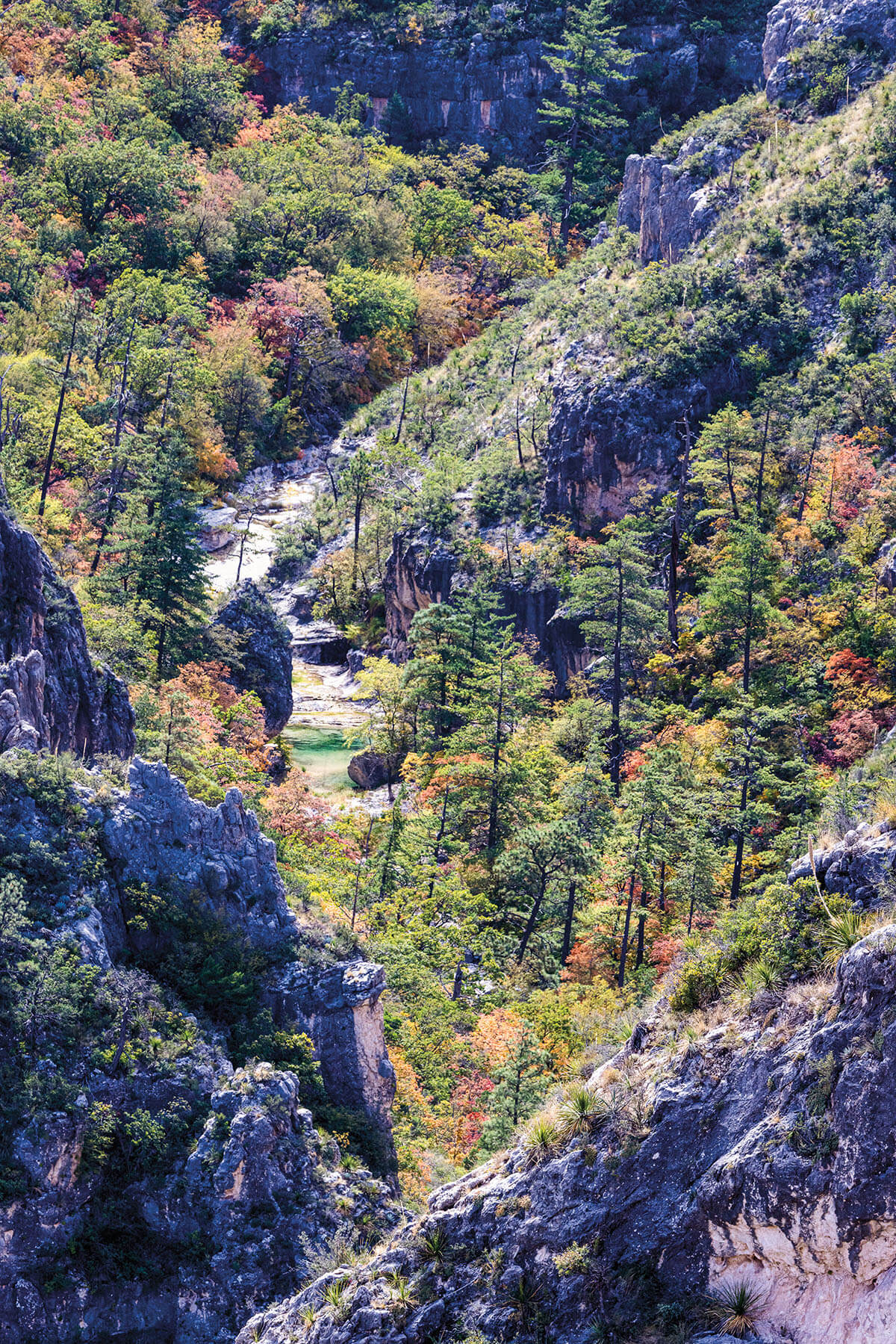A view down a rocky slope into a canyon dotted with trees