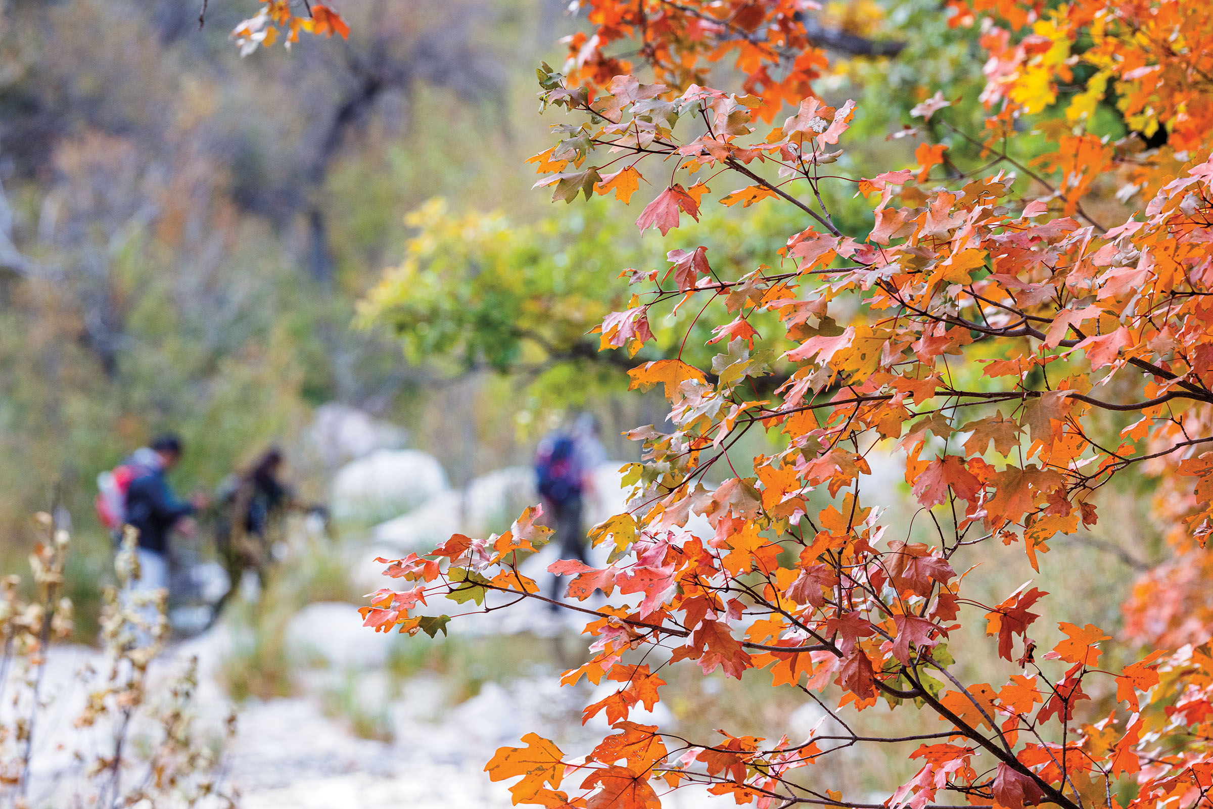 In the foreground, bright orange leaves on a tree with hikers on rocky stones in the background