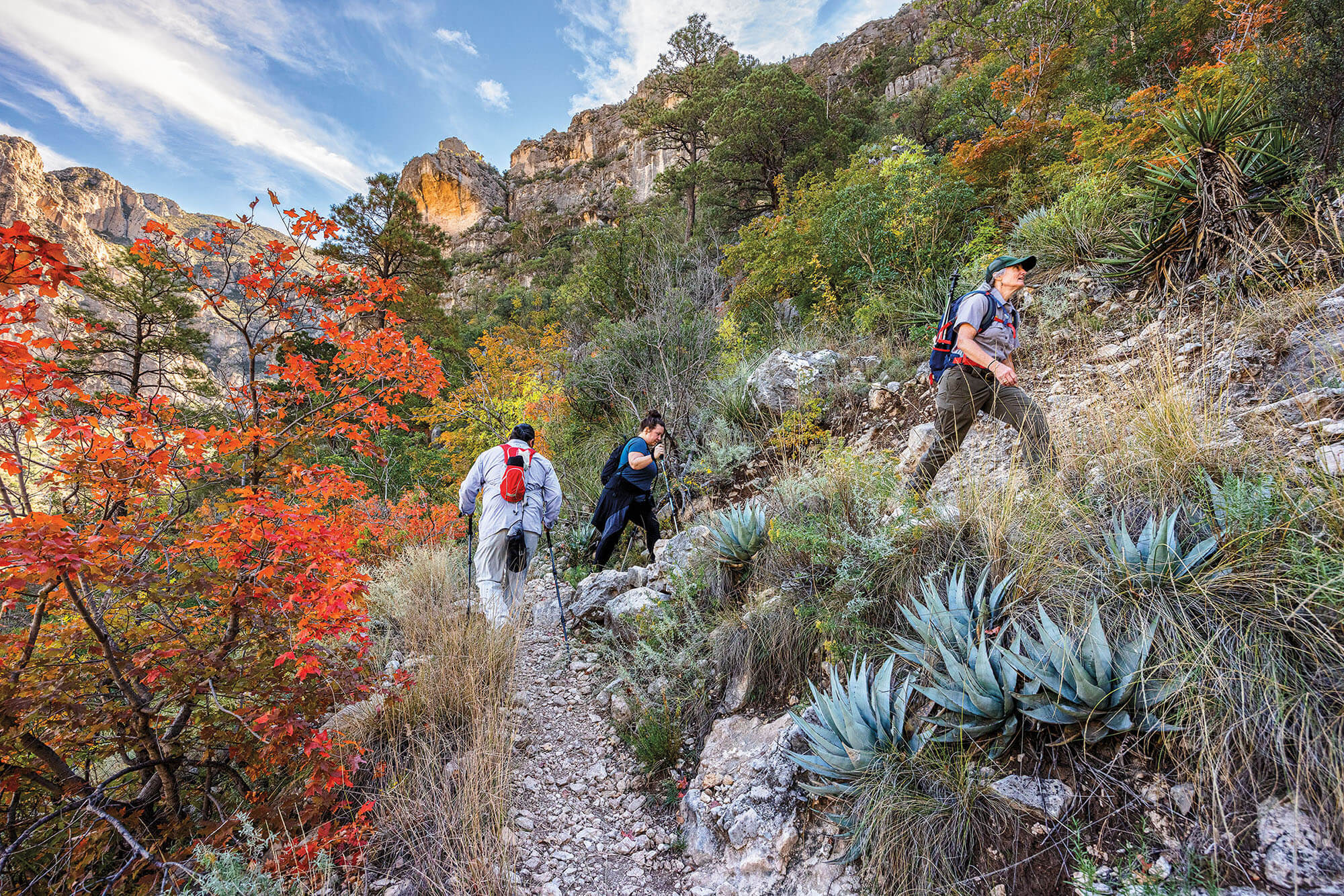 A group of people wearing backpacks hike along a gravel trail among cacti and bright orange trees