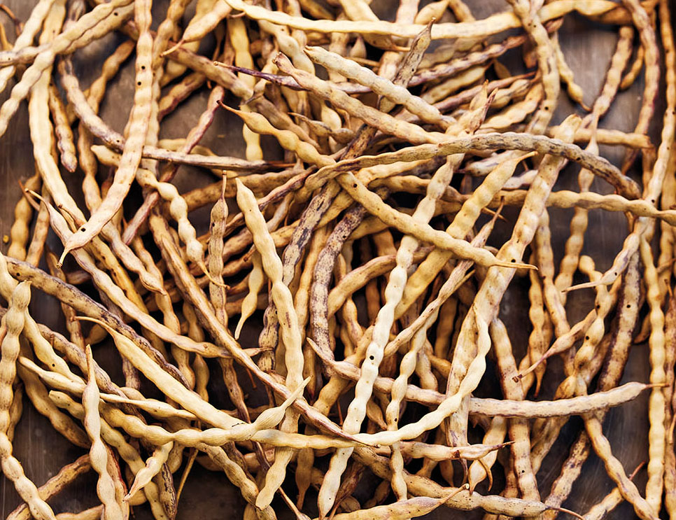 A collection of golden brown mesquite pods