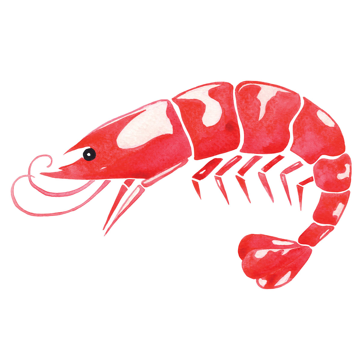 An illustration of a red gulf shrimp