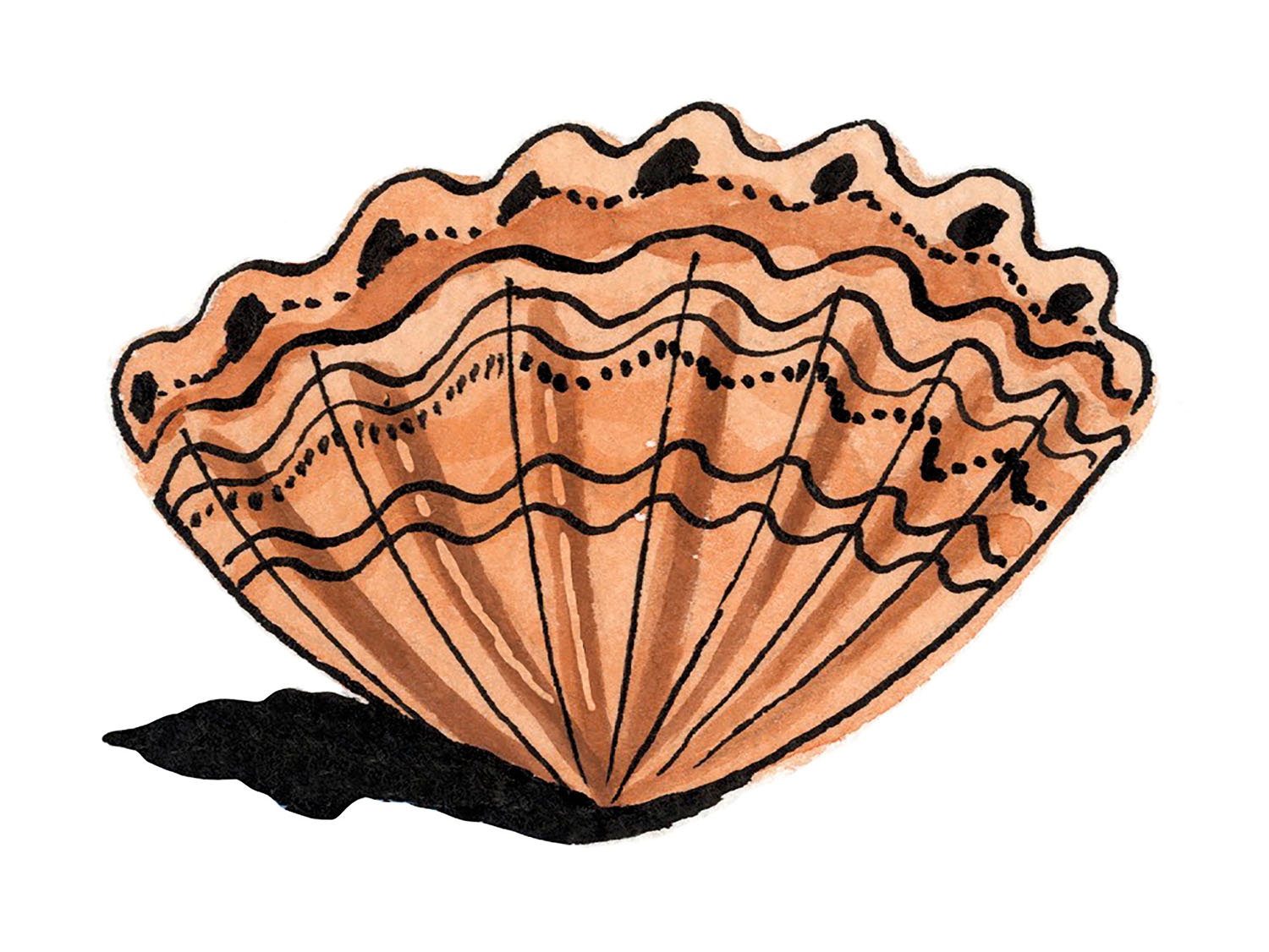 An illustration of an orange-red shell