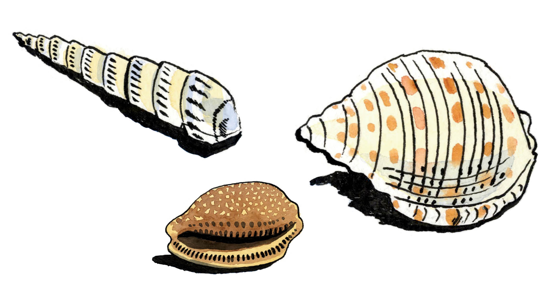 An illustrated collection of three seashells