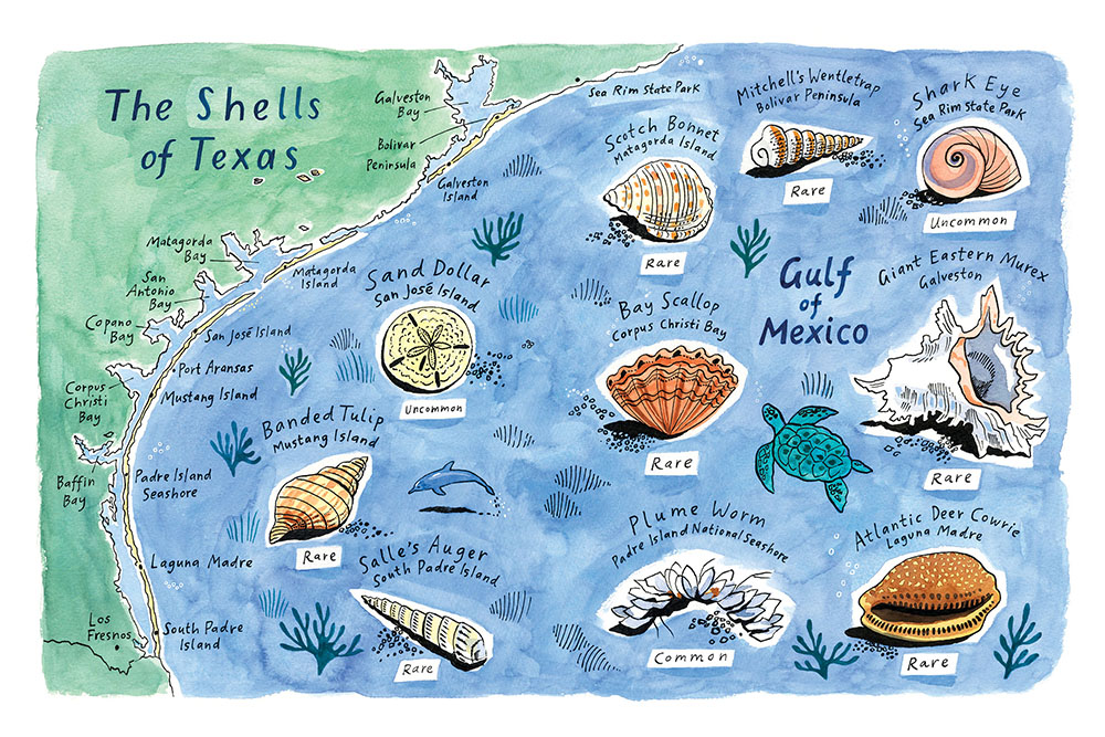 An illustrated map of shells in Texas