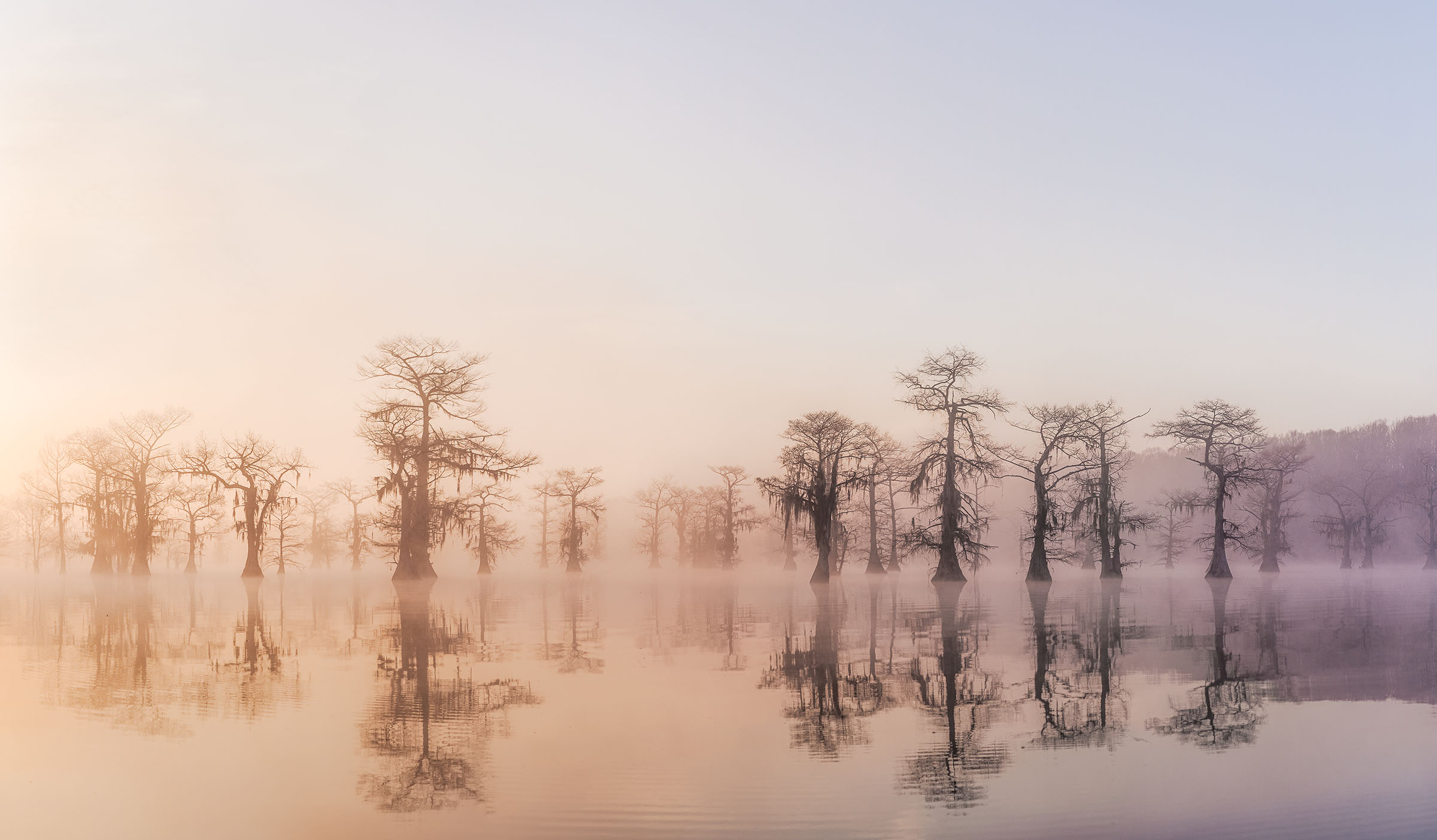 A group of trees grow from flat water with a misty blue-yellow tone around