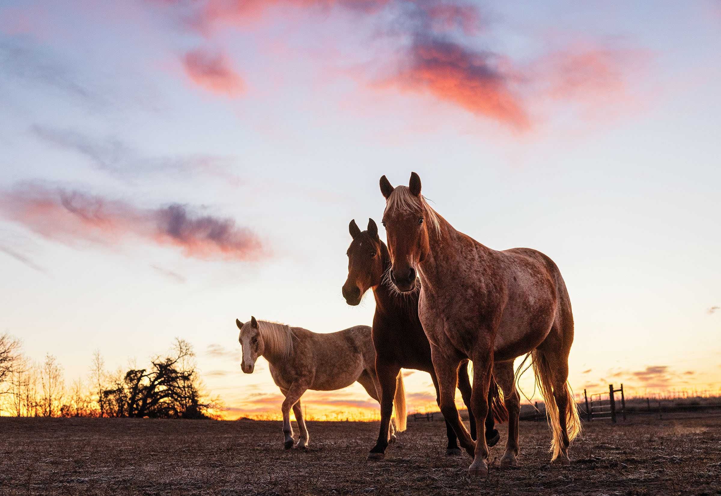 Three horses stand in a natural setting with pink clouds overhead