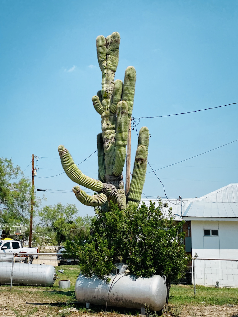 Where the Saguaros Grow in Texas