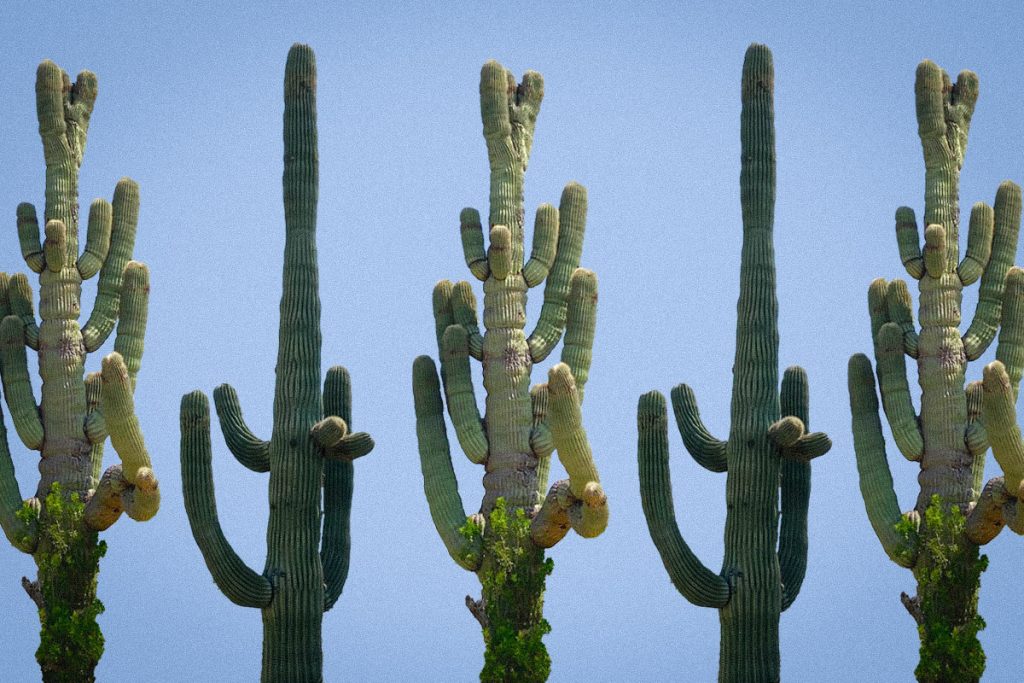 Where the Saguaro Grow in Texas
