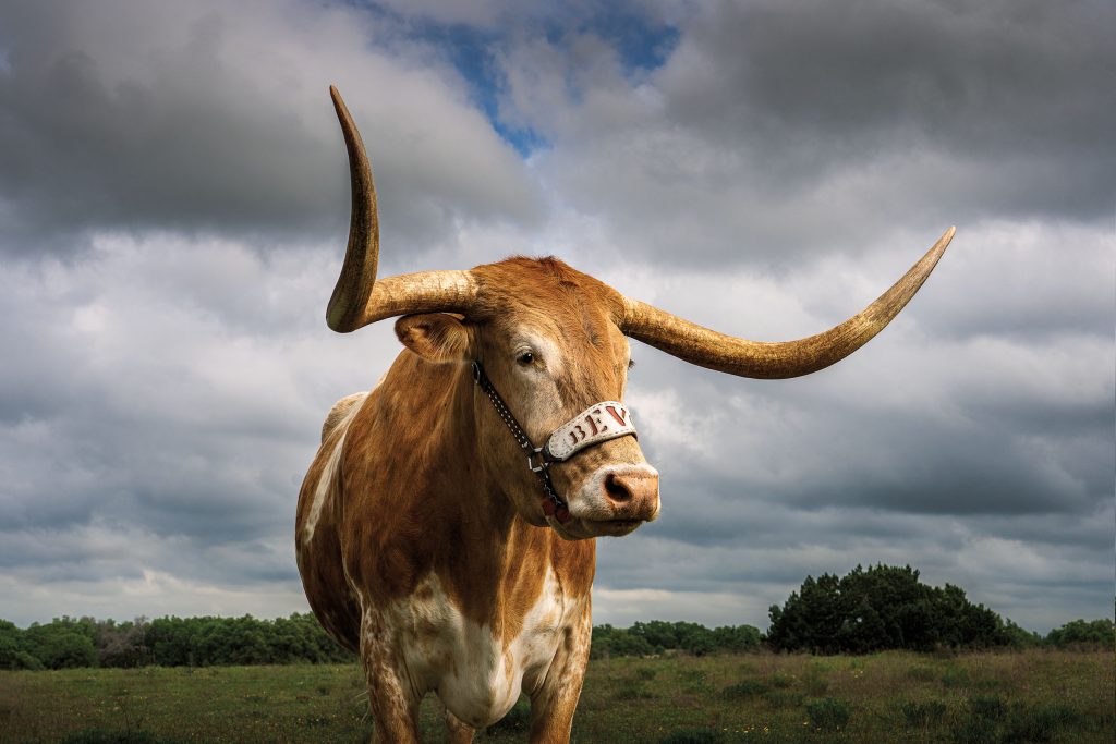 The Legendary Live College Mascots of Texas