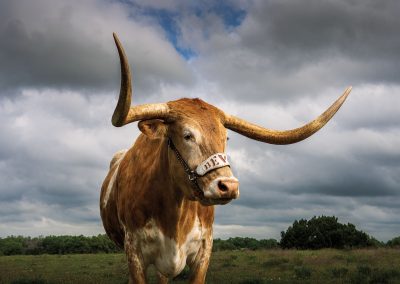 The Legendary Live College Mascots of Texas