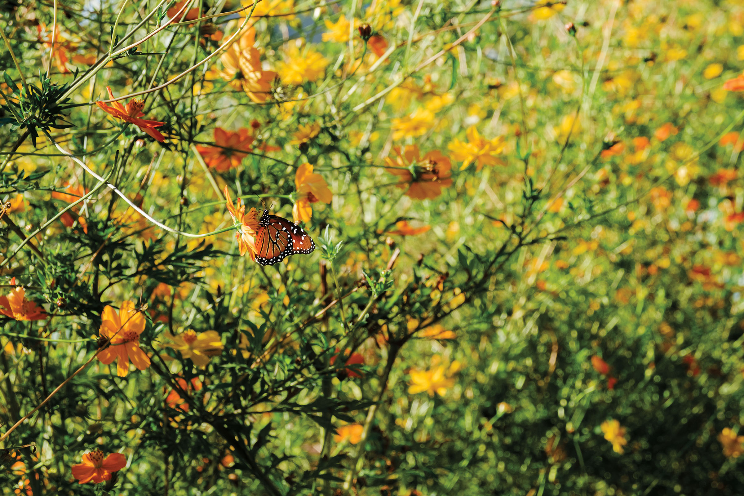 An orange Monarch butterfly lands on an orange flower in a field of flowers and grass