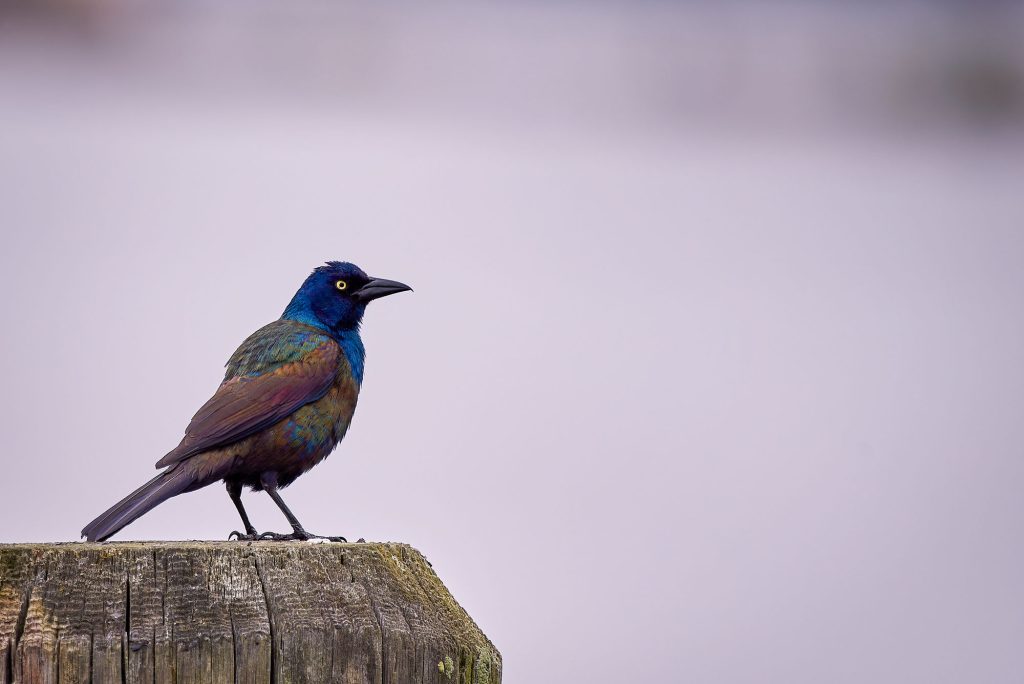 Are Grackles in Trouble in Texas?