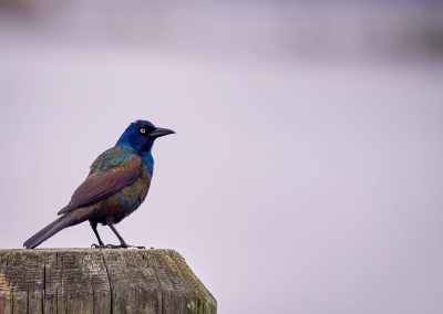 Are Grackles in Trouble in Texas?