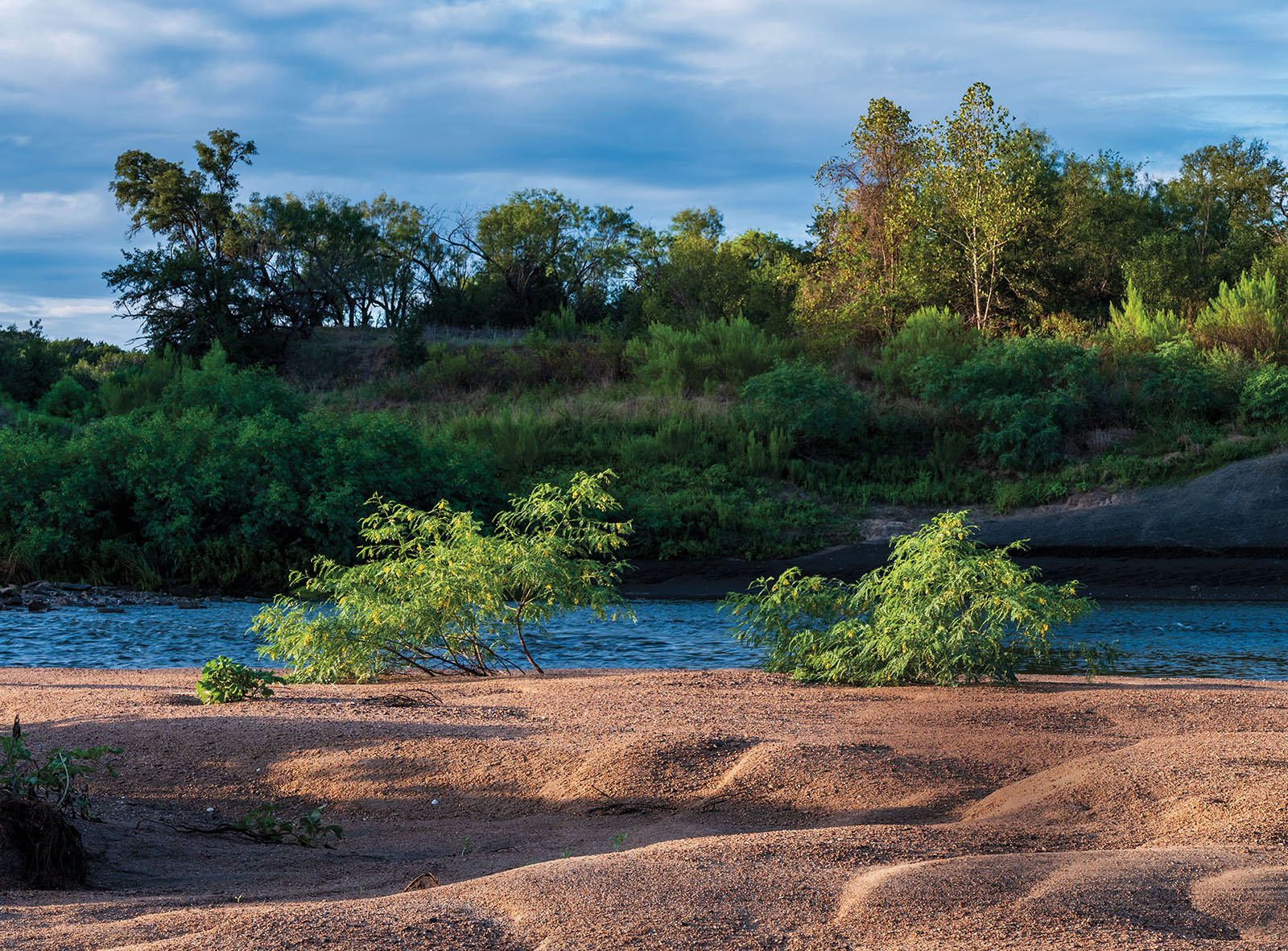 Two bushes in the foreground of a river with trees behind