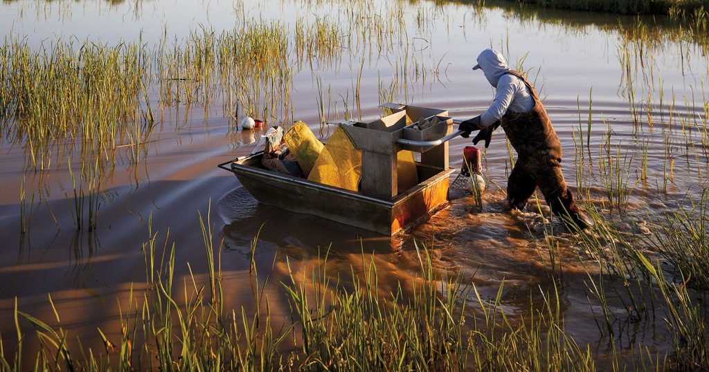 The Texas Rice Farmers Wading Into Crawfish Territory