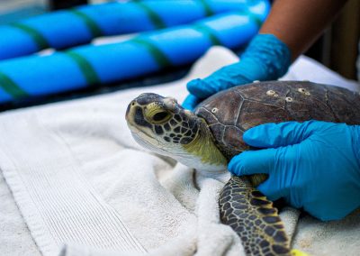 Inside the World’s Largest Sea Turtle Hospital