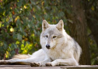 Sleep With the Wolves in Navasota