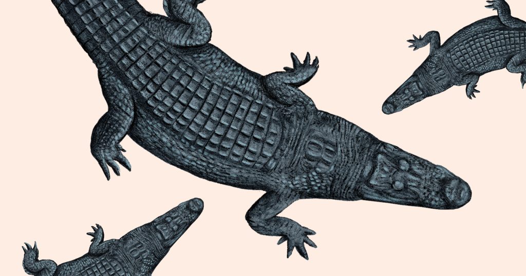 Texas Alligators Aren’t as Mean as You Think