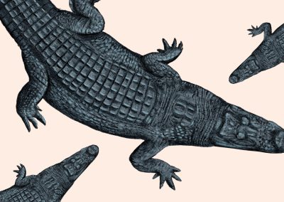 Texas Alligators Aren’t as Mean as You Think