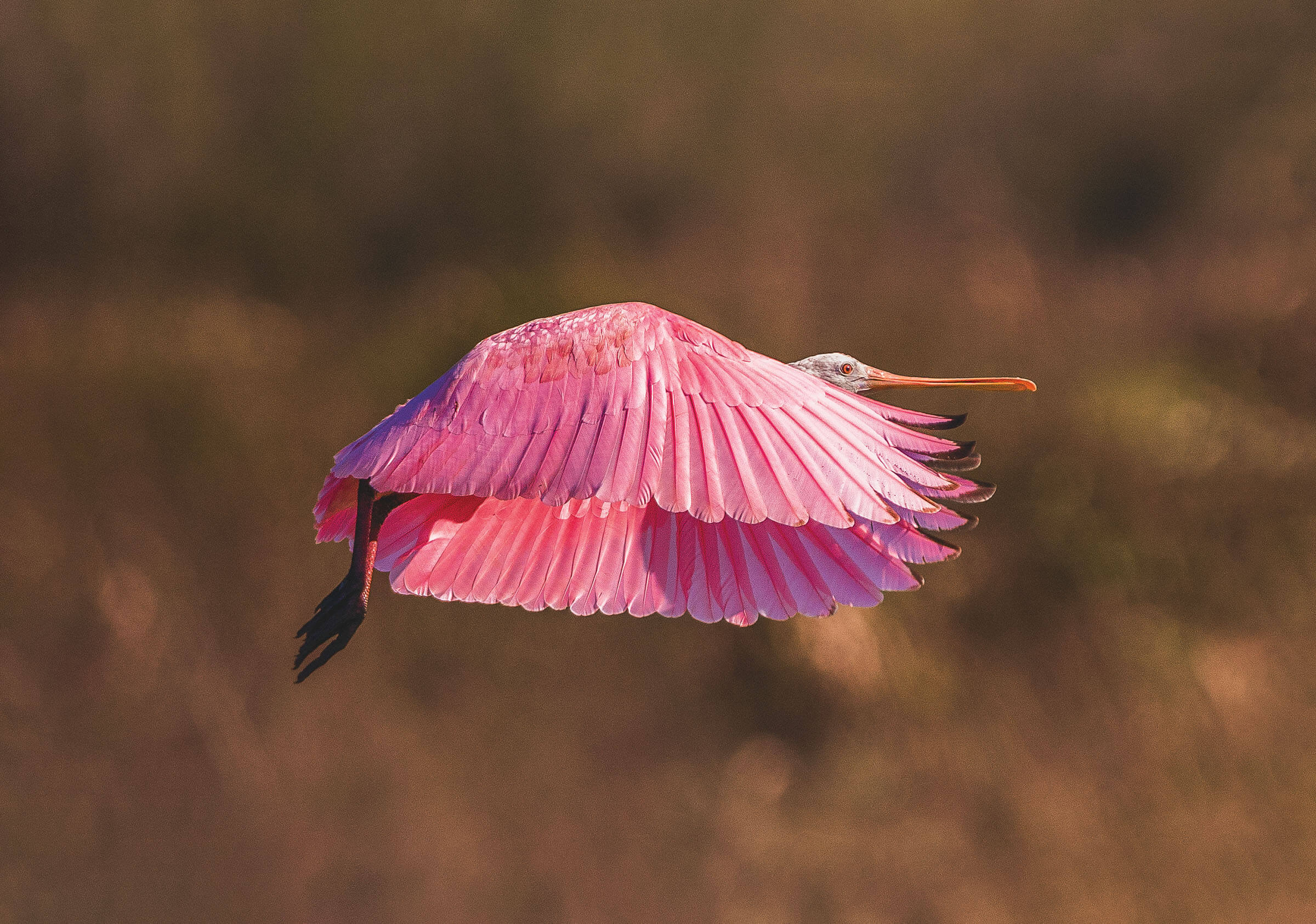 A pink bird with a long orange bill flies through the air