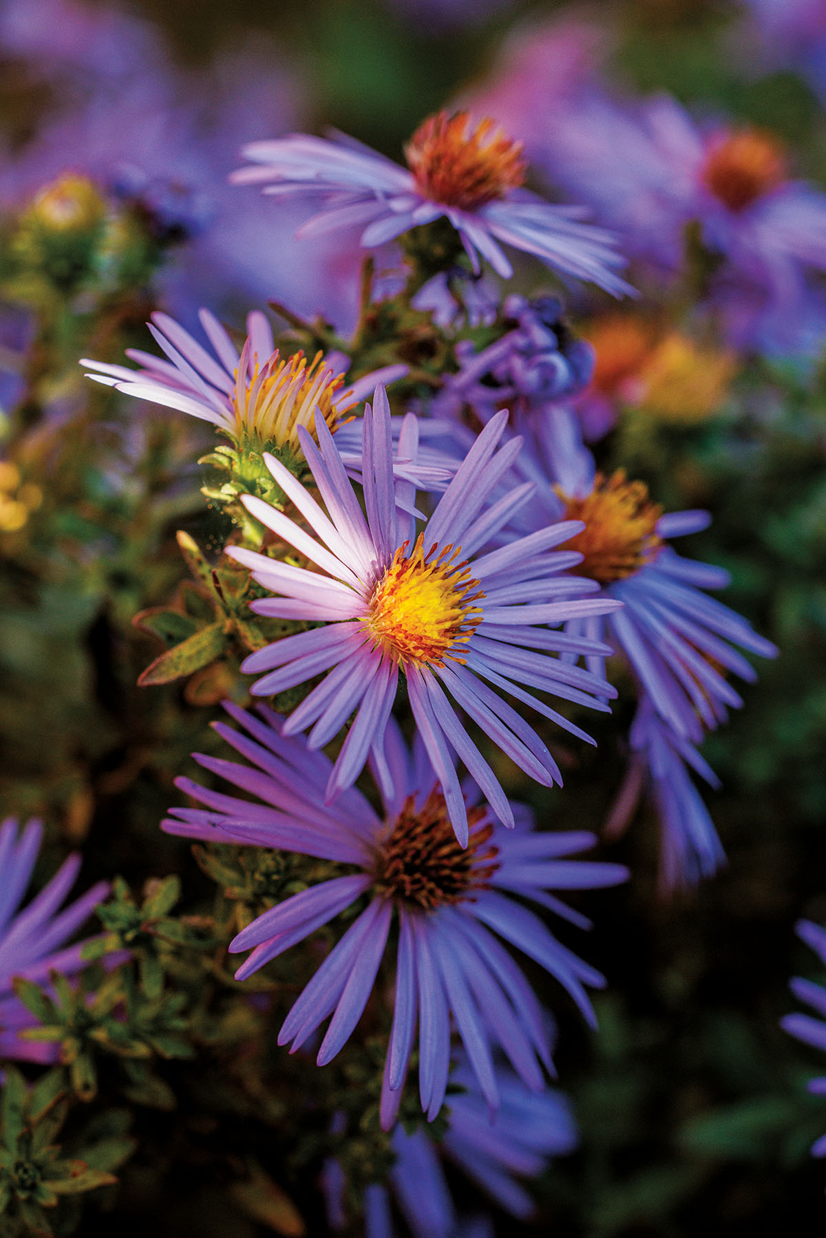 Bright purple flowers with orange centers