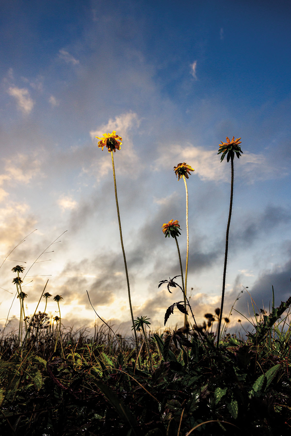 Tall yellow flowers rise up from green grass in front of a blue sky