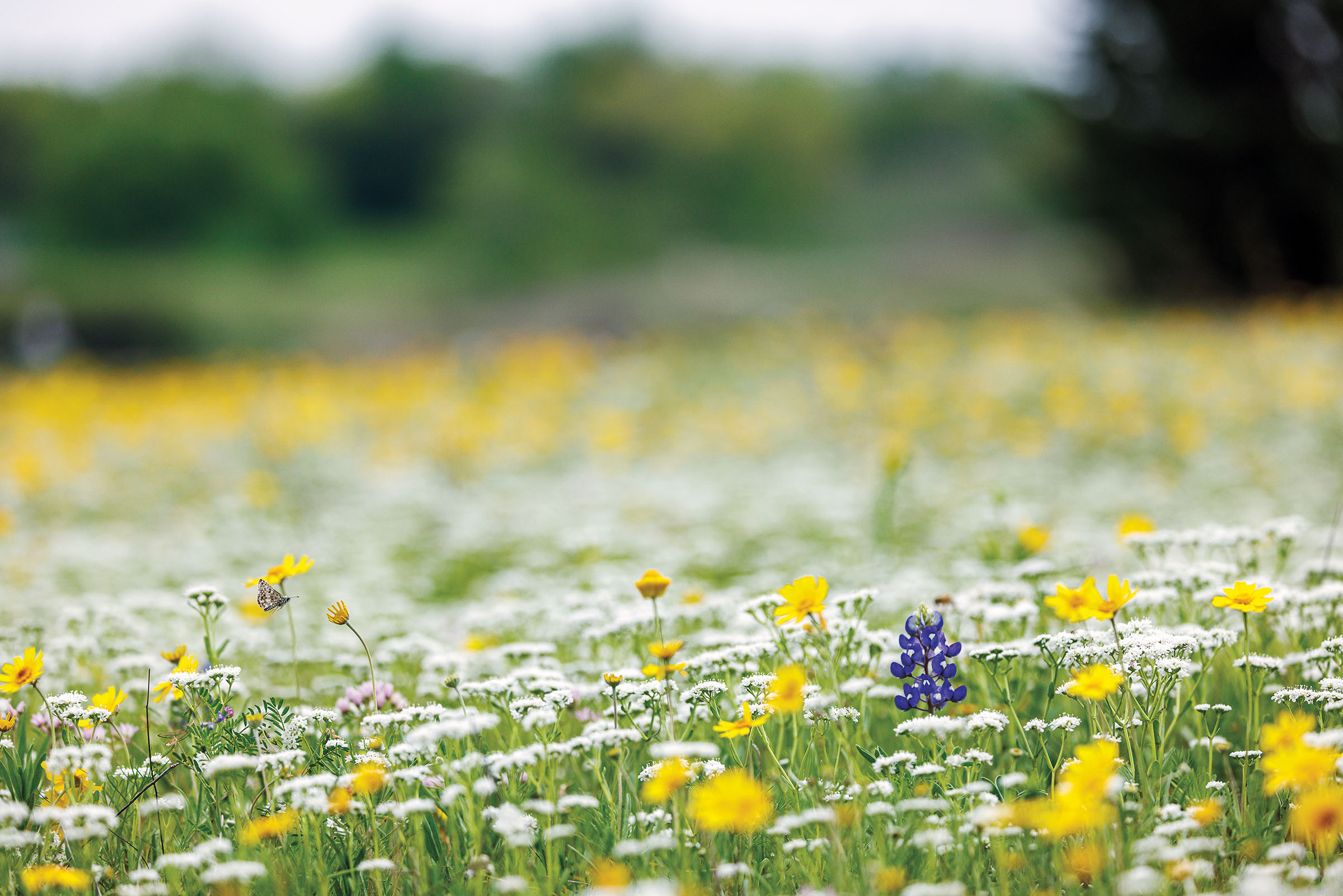 A bright blue flower in a field of yellow and white flowers