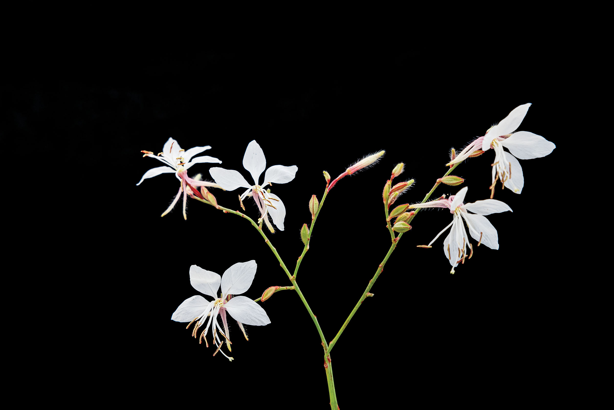 White blooms on a black background