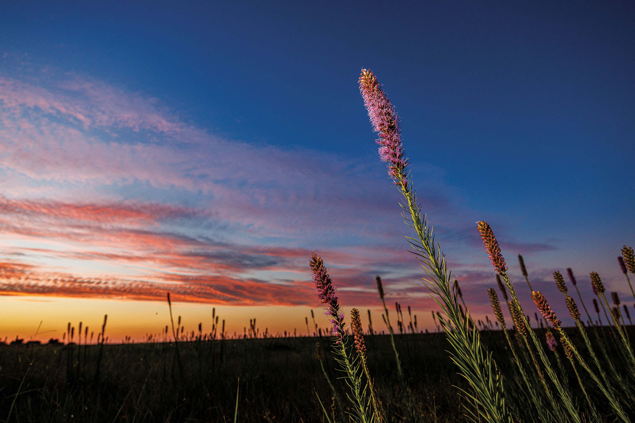 Tall spire-like pink flowers rise above a golden and blue sunset