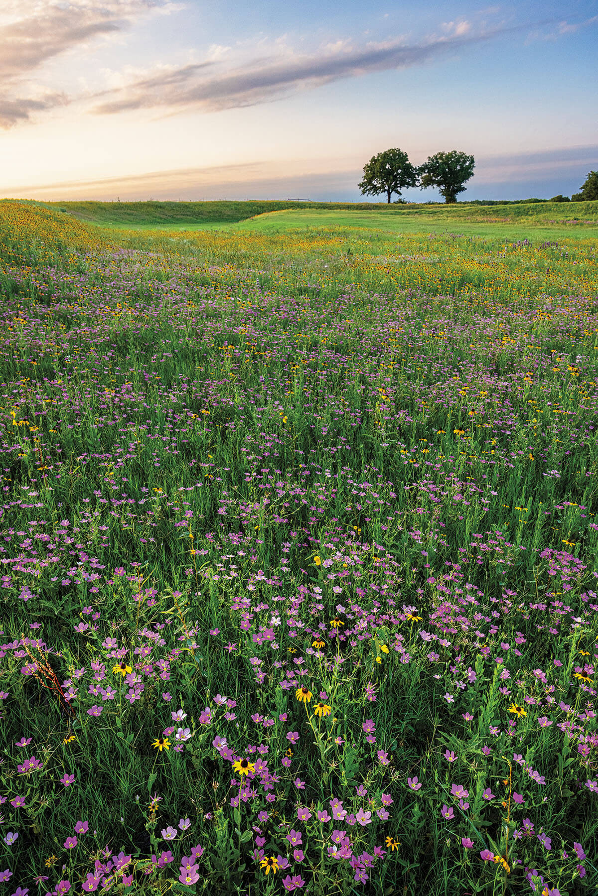 A green field dotted with purple wildflowers in front of a pair of green trees