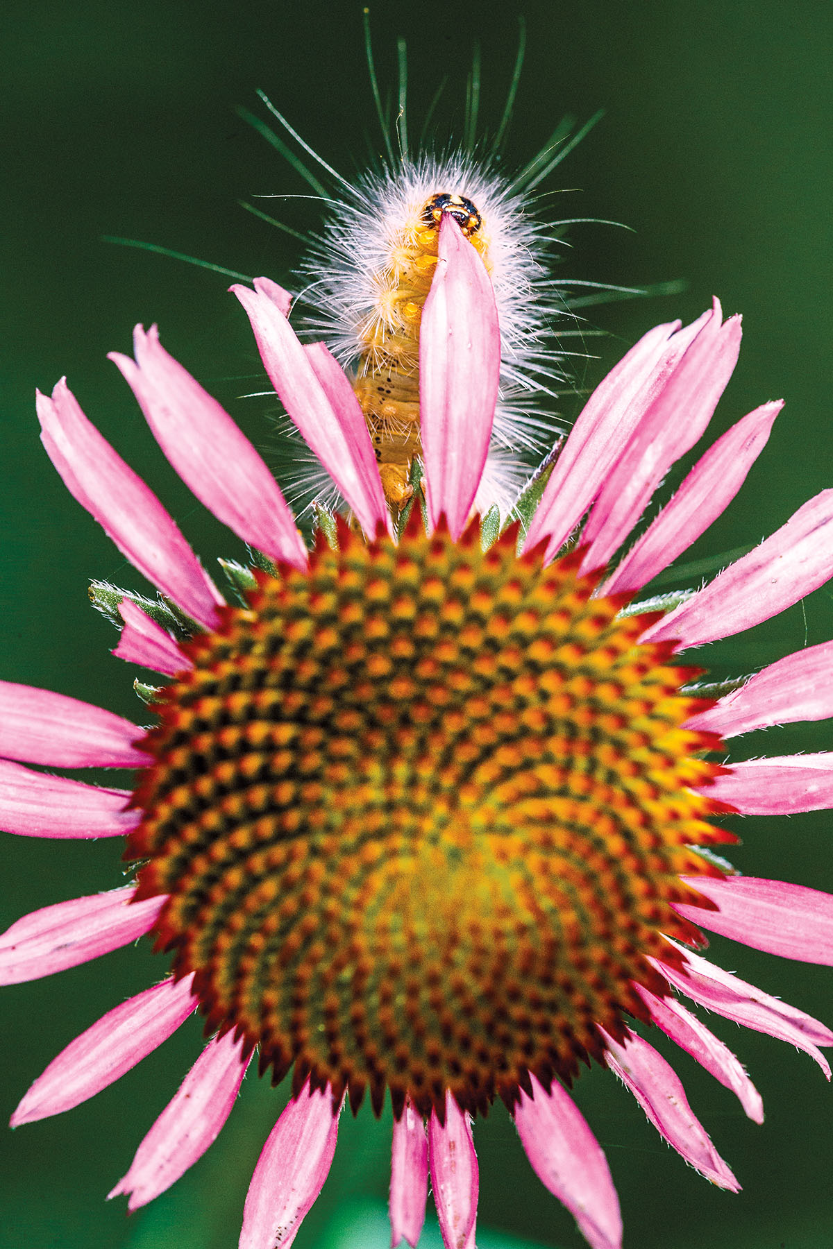 A fuzzy caterpillar stands on the top leaf of a pink flower