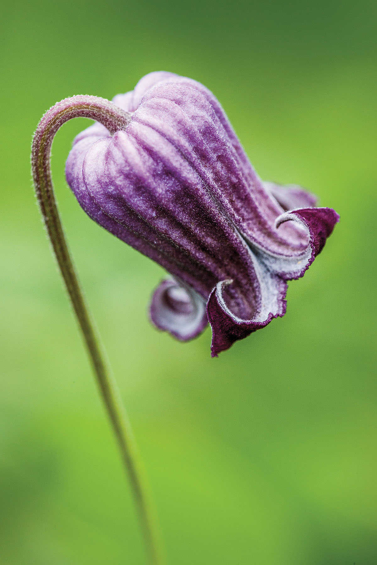 A large droopy purple flower on a green background