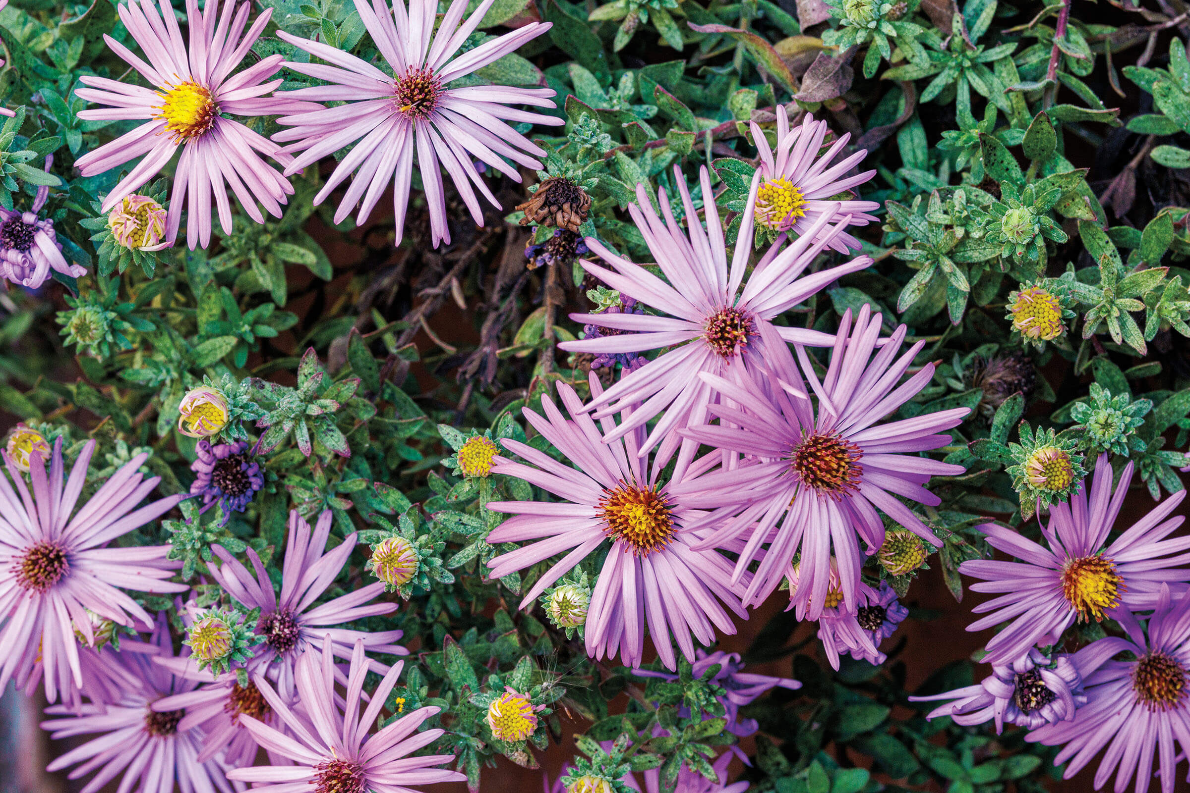 Bright purple flowers surrounded by greenery