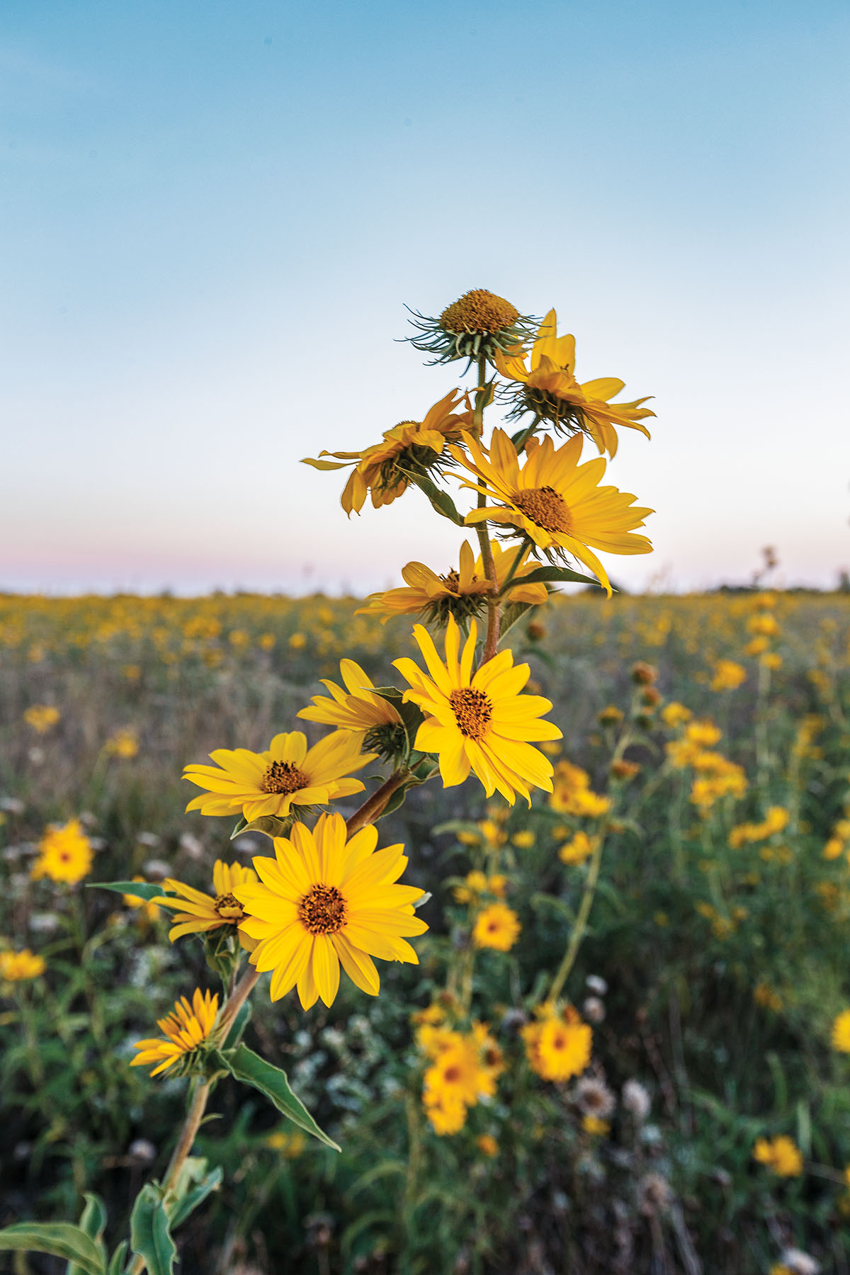 Large bright yellow flowers with tall green stems at sundown