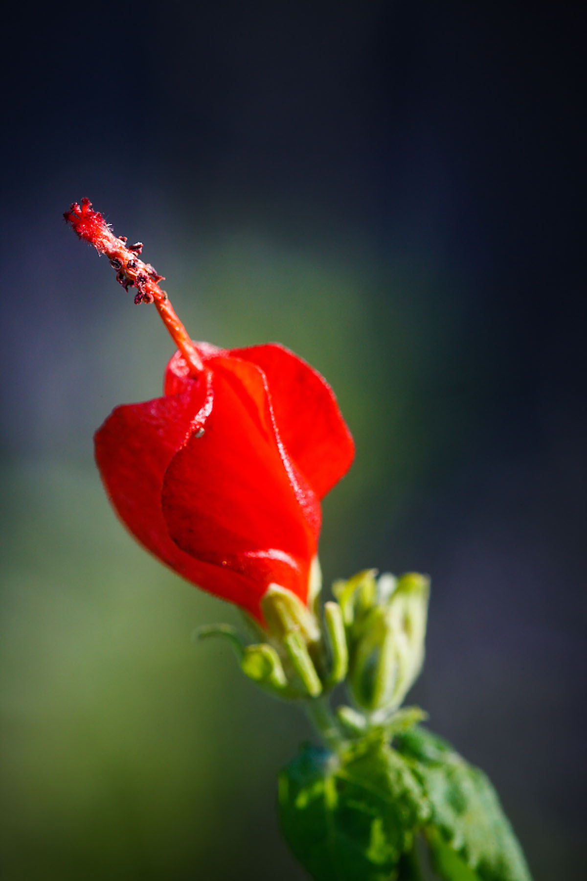 A bright red flower with a thin red spire-like top