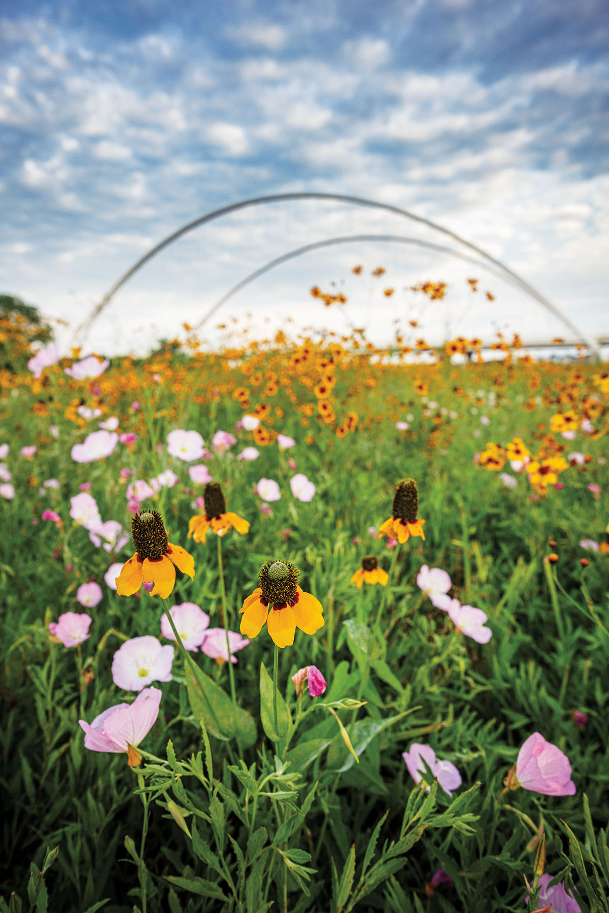 Bright pink and yellow flowers in green grass beneath a wide sky and bridge in background
