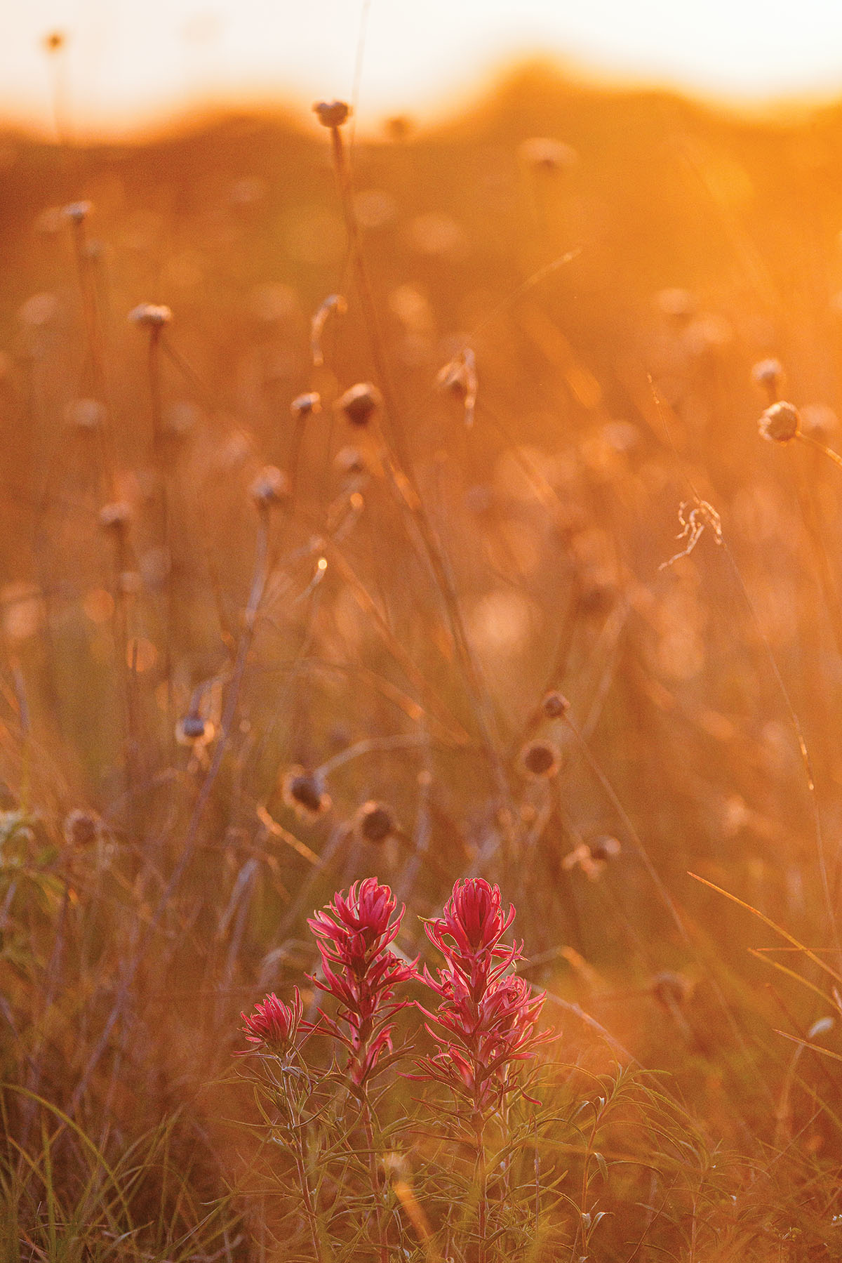 Red flowers in front of a golden field of flowers in evening light
