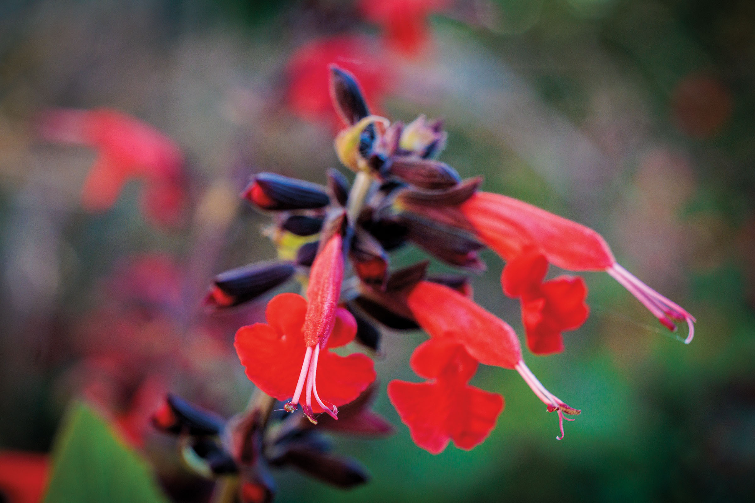 Bright red flowers with purple stamen in front of a blurry green background