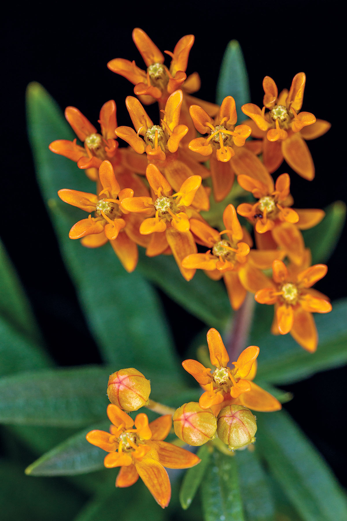 Bright orange flowers on a green leaf background