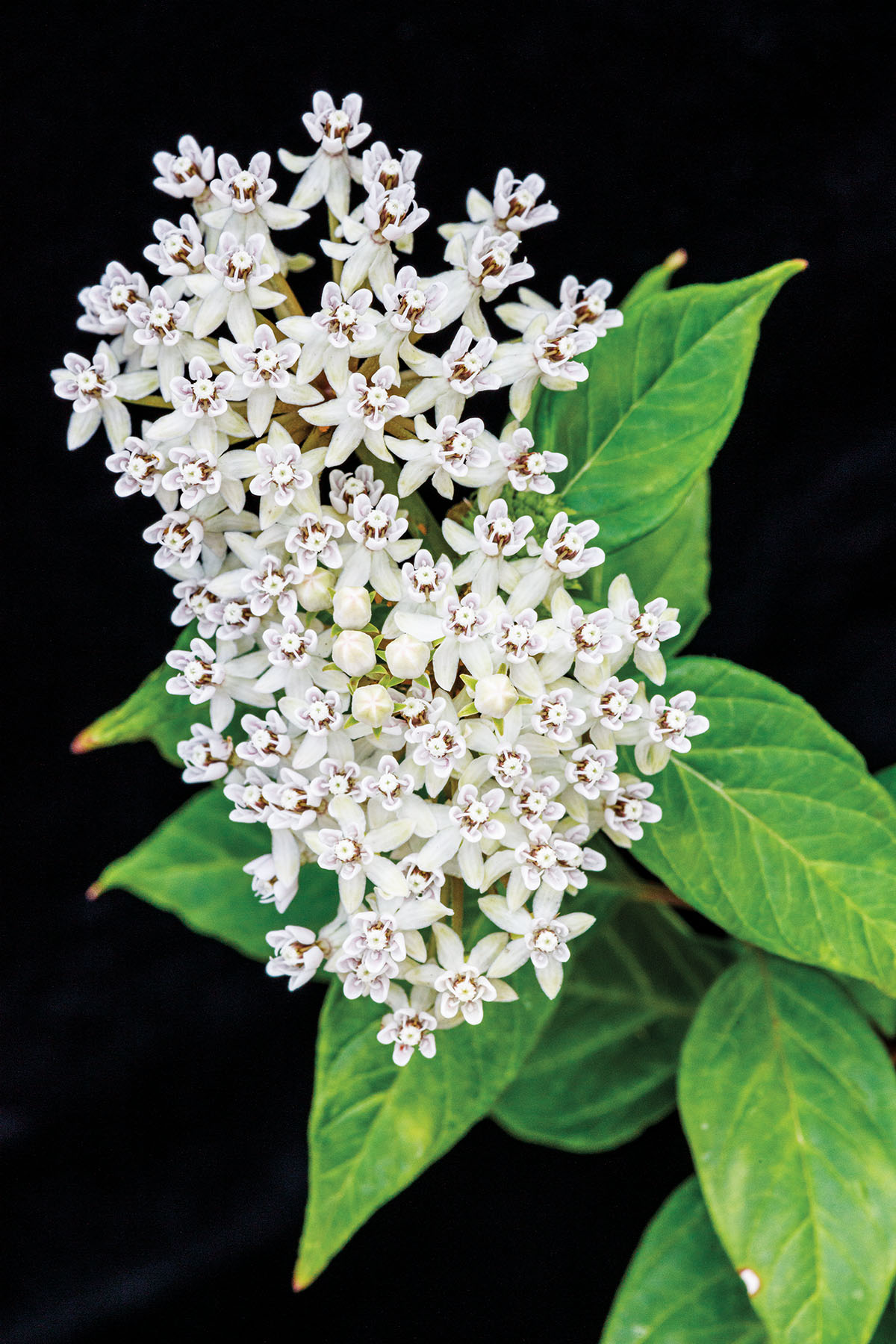 A spray of small white flowers in front of a large green leaf