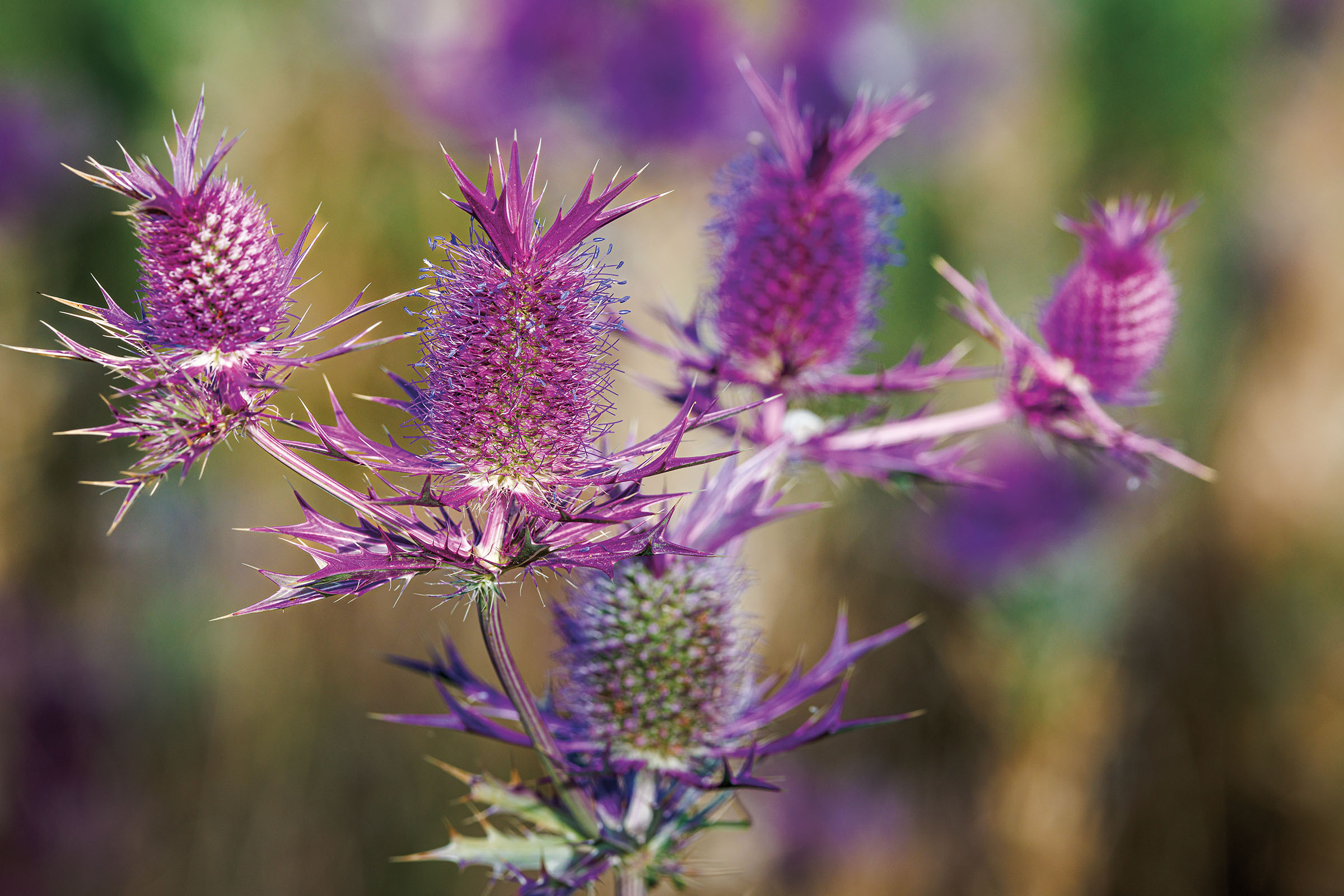 Spiny purple flowers in front of a blurred garden background