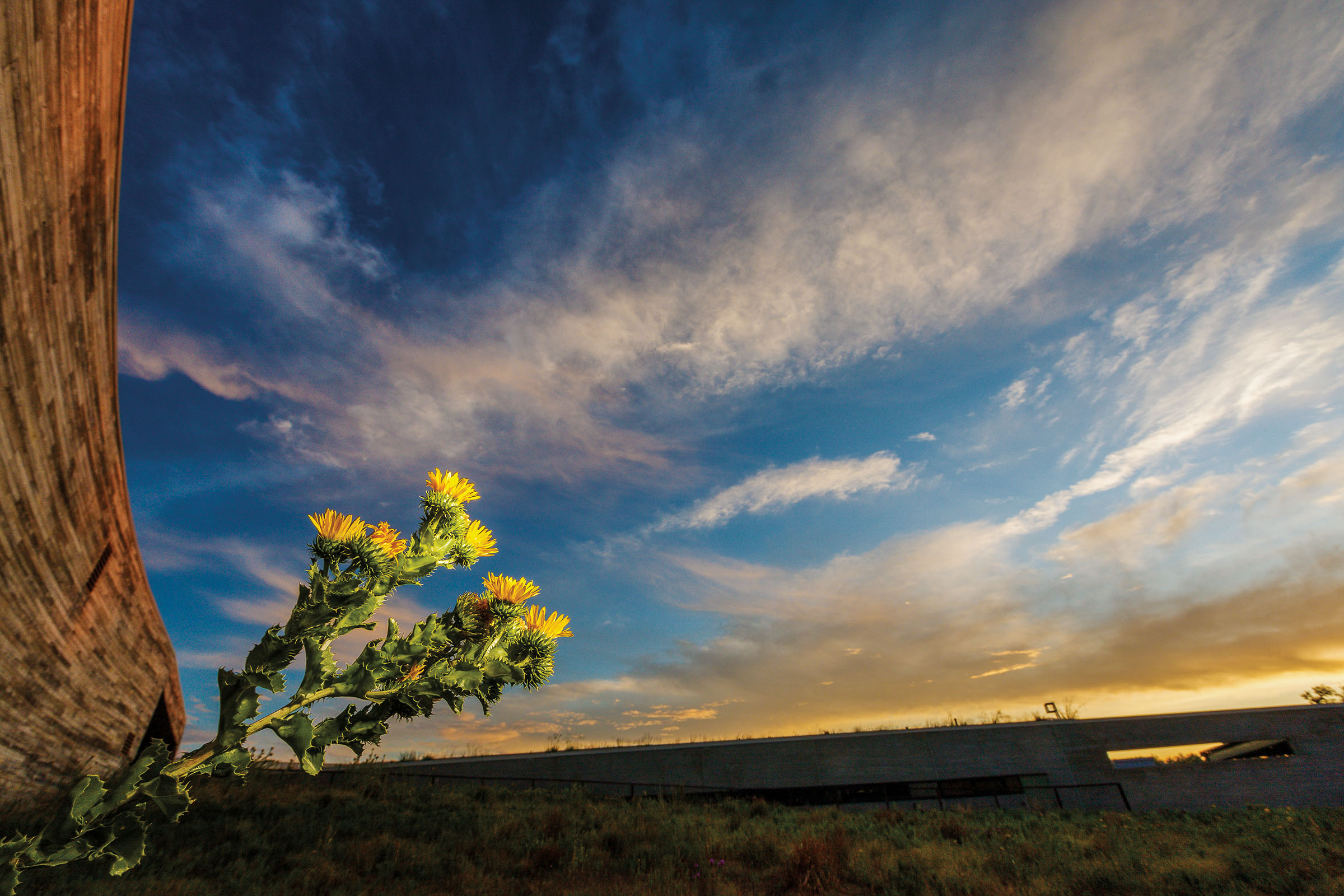Bright yellow-gold flowers with a green stem in front of a vibrant dusk sky