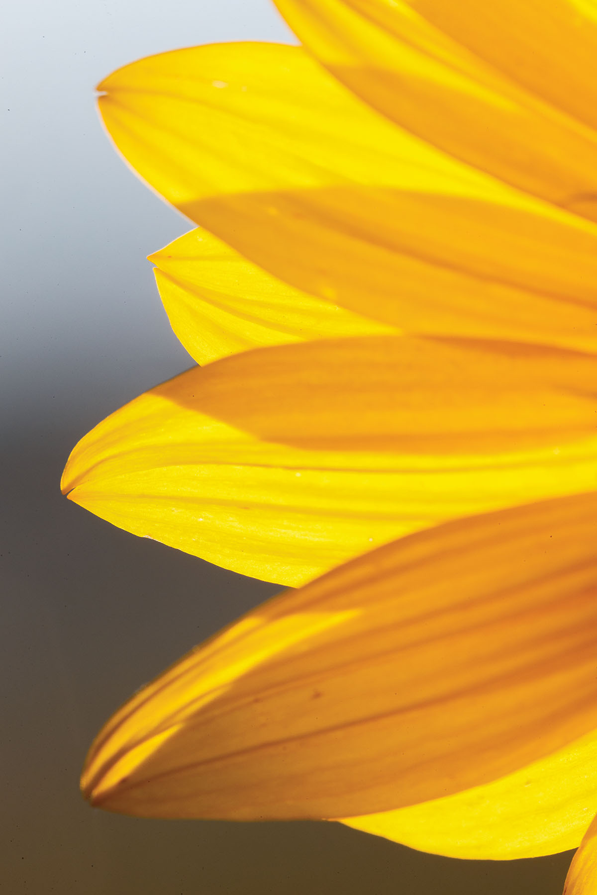 A close-up view of bright yellow sunflower pedals