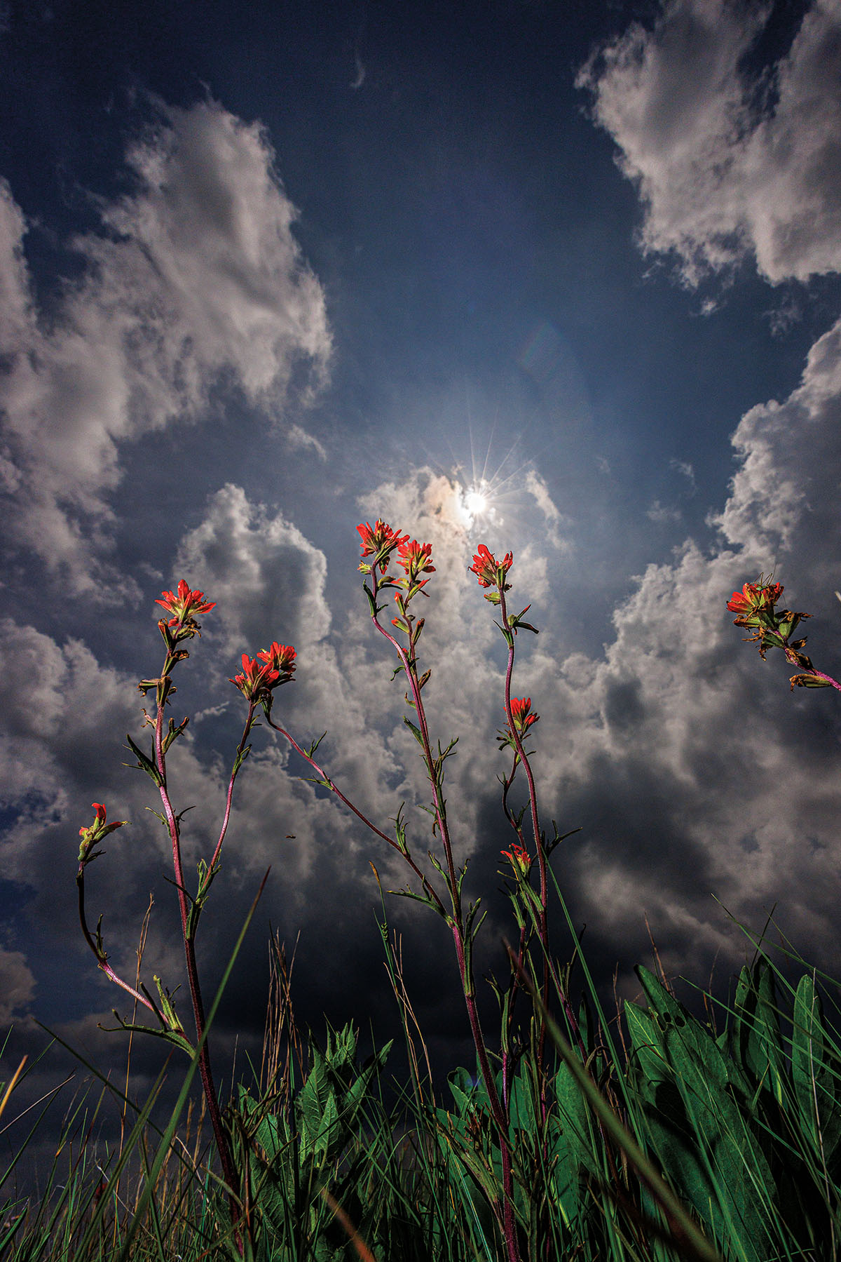 Bright red flowers stand tall in front of a dim blue sky with lone light