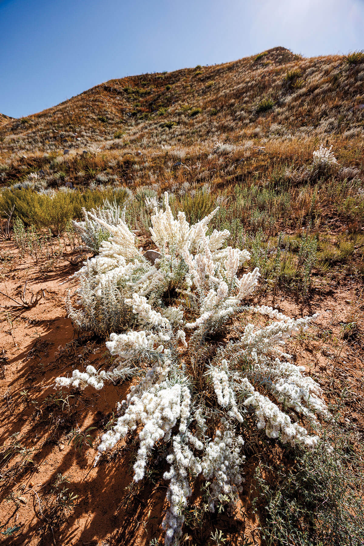 A large white star-like flower on a brown rocky environment under blue sky